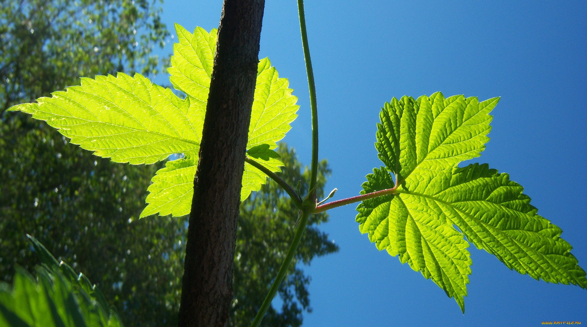 Nature list. 18 Листов. Дом 5 листьев природа.